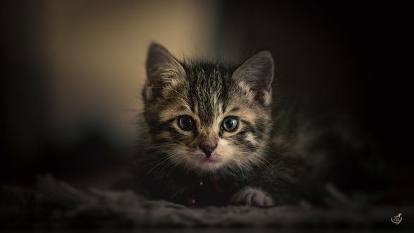 Обои на рабочий стол Маленький серый котенок