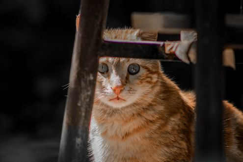 Обои на рабочий стол Рыжий кот за стулом, фотограф Samer daboul