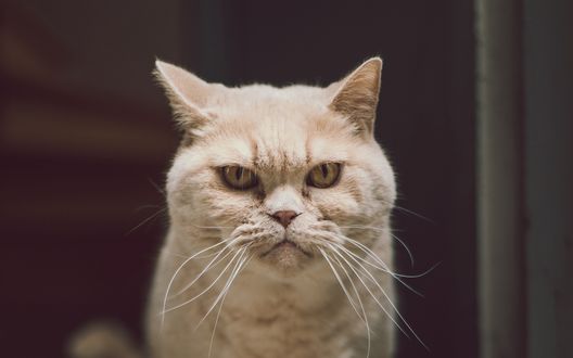 Обои на рабочий стол Очень серьезный кот на размытом фоне, by Eduard Delputte