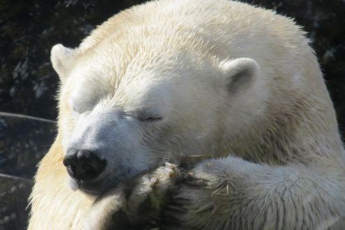 Обои на рабочий стол Полярный белый медведь