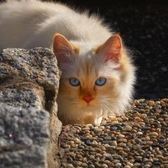 Обои на рабочий стол Белая кошка с голубыми глазами, by Regina