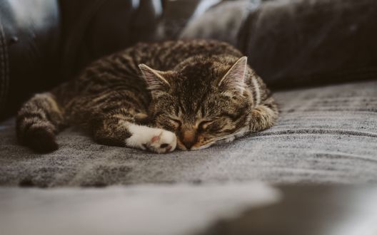 Обои на рабочий стол Спящий котенок на диване, by Creativecommonsstockphotos