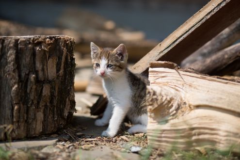 Обои на рабочий стол Котенок стоит рядом с пнем