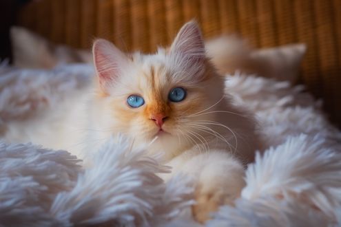 Обои на рабочий стол Белая кошка с голубыми глазами лежит на покрывале, by Regina