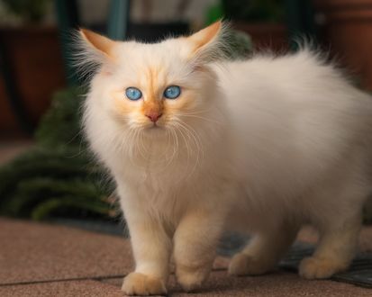 Обои на рабочий стол Белая кошка с голубыми глазами, by Regina