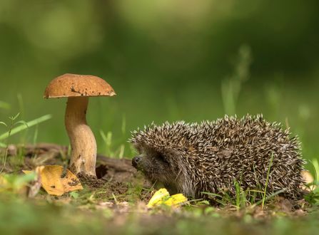 Обои на рабочий стол Славный Ежик перед грибом, фотограф Киселев Андрей