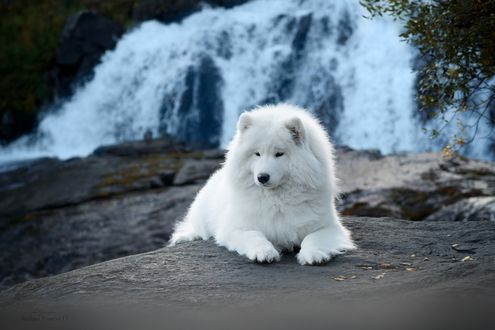 Обои на рабочий стол Самоедская лайка на фоне водопада, фотограф Светлана Писарева