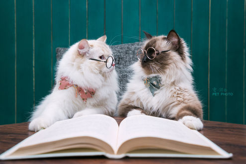 Обои на рабочий стол Кот и кошка в очках сидят перед открытой книгой