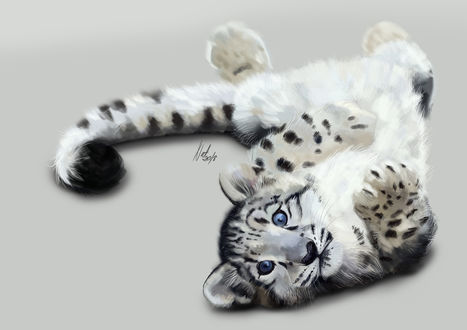 Обои на рабочий стол Снежный барс, by Natalia Olszewska