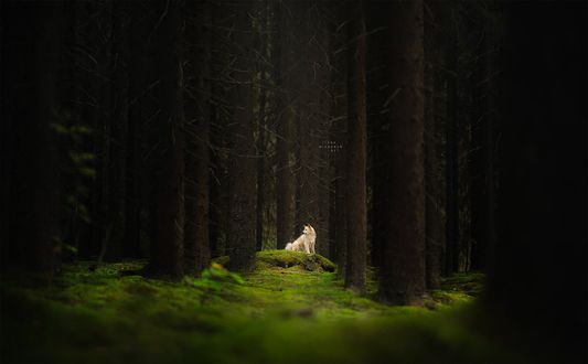 Обои на рабочий стол Собака в лесу, фотограф Ilona Mikkonen
