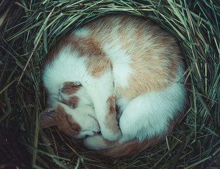 Обои на рабочий стол Кошка, свернувшись калачиком, спит, фотограф Andrii Podilnyk