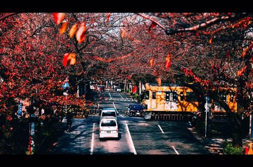 Обои на рабочий стол Автомобили на дороге в ясный осенний день, Japan / Япония