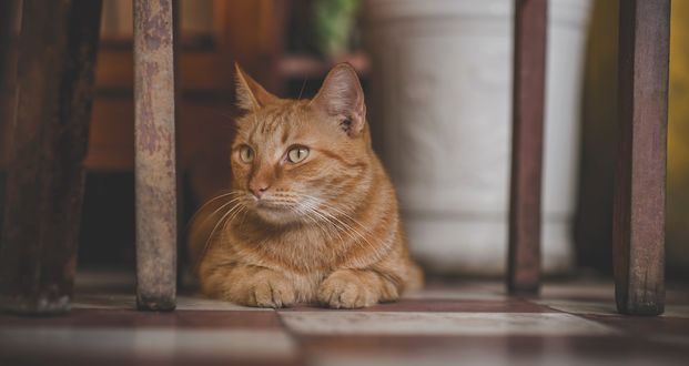 Обои на рабочий стол Рыжий кот лежит на полу