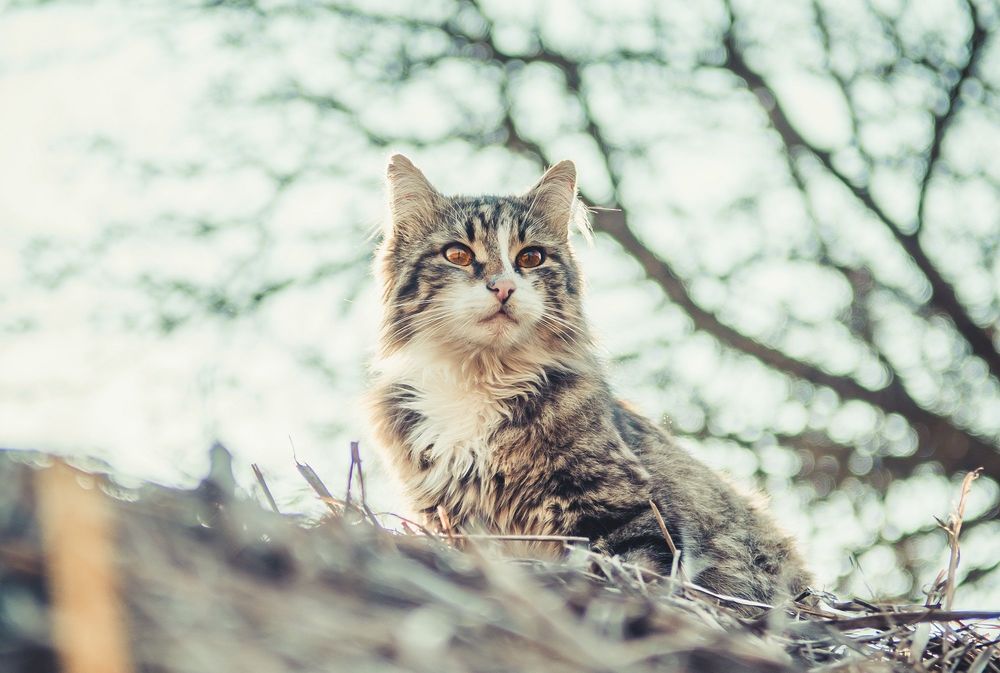 Обои для рабочего стола Кошка на фоне веток дерева, фотограф Andrii Podilnyk