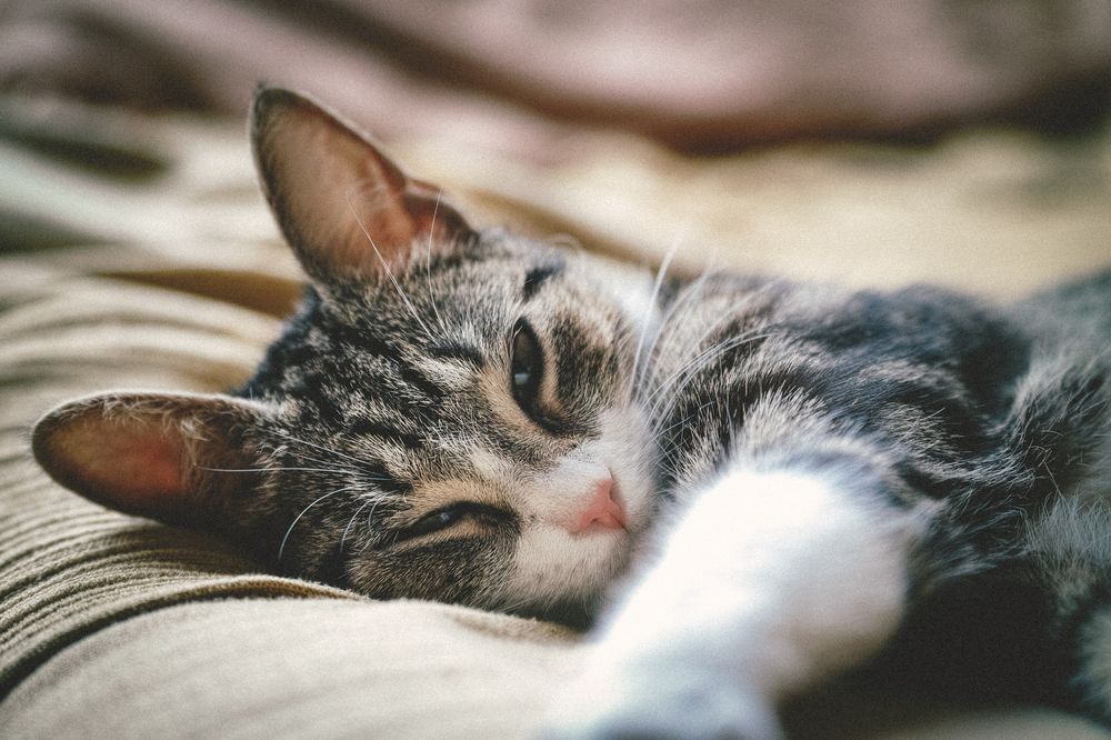 Обои для рабочего стола Кошка лежит на постели, фотограф Kazuky Akayashi