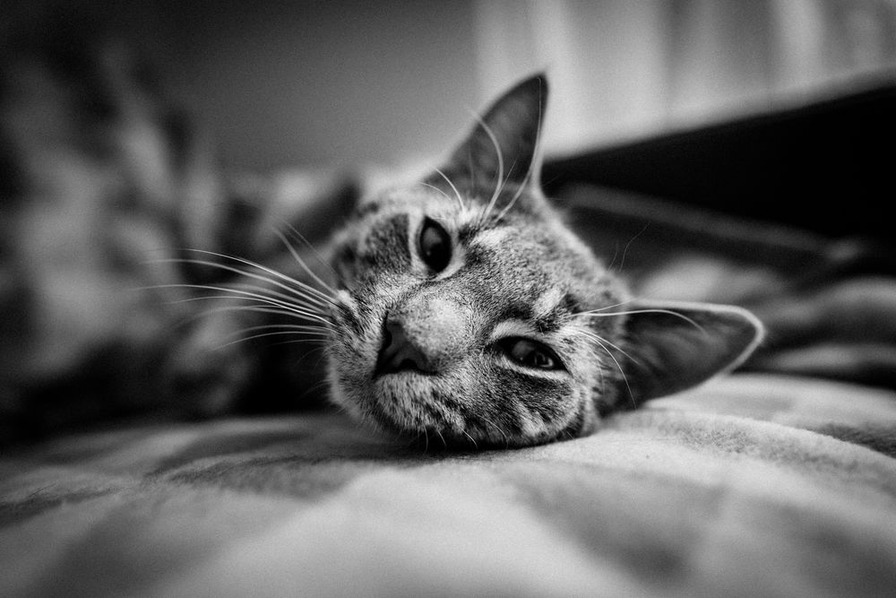 Обои для рабочего стола Кошка лежит на постели, фотограф Kazuky Akayashi