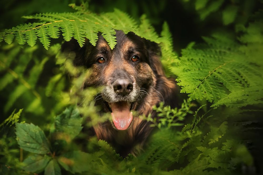 Обои для рабочего стола Овчарка среди веток папоротника, by Keshet Kennels & Rescue