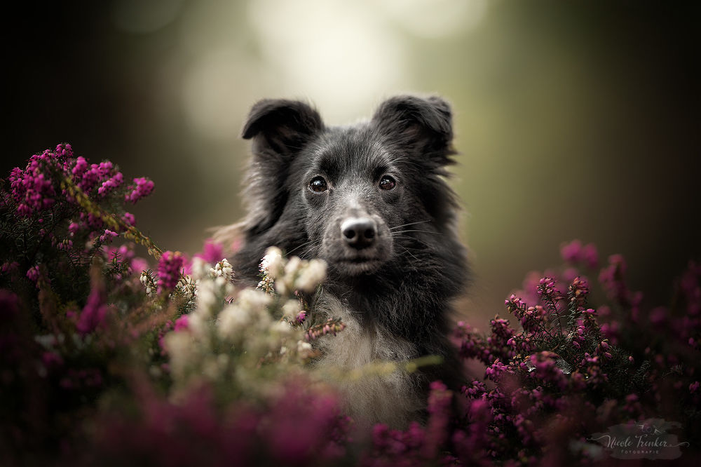 Обои для рабочего стола Собака за цветами, by Nicole Trenker Fotografie