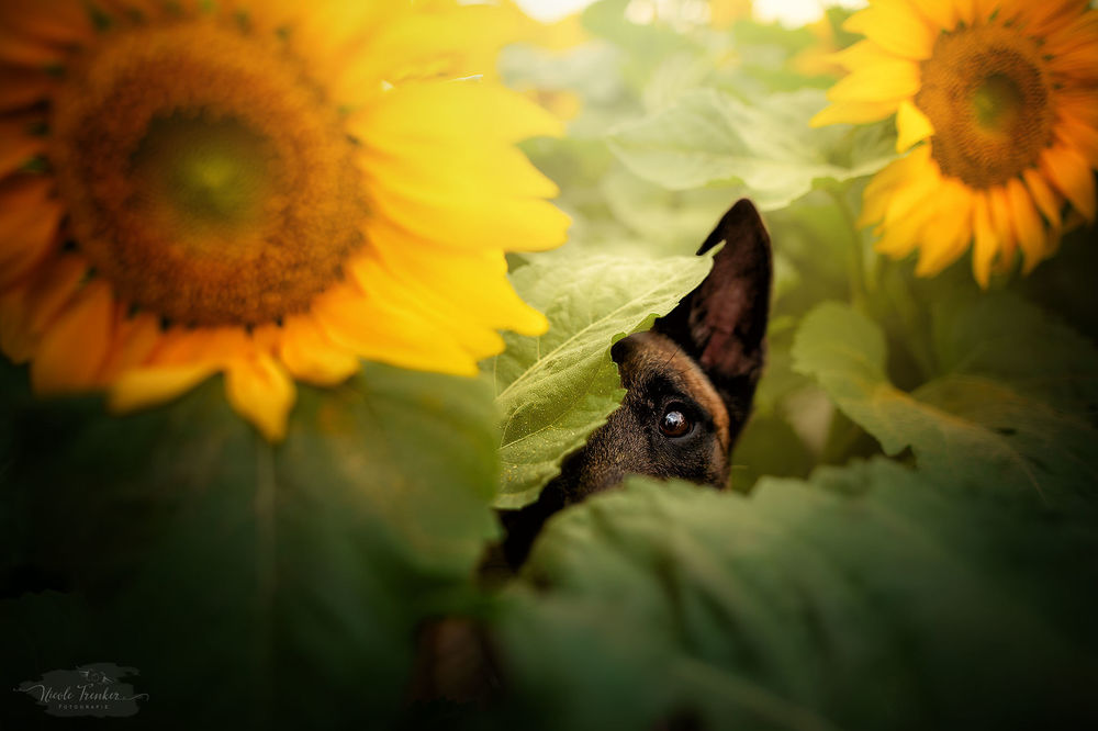 Обои для рабочего стола Собака в подсолнухах, by Nicole Trenker Fotografie
