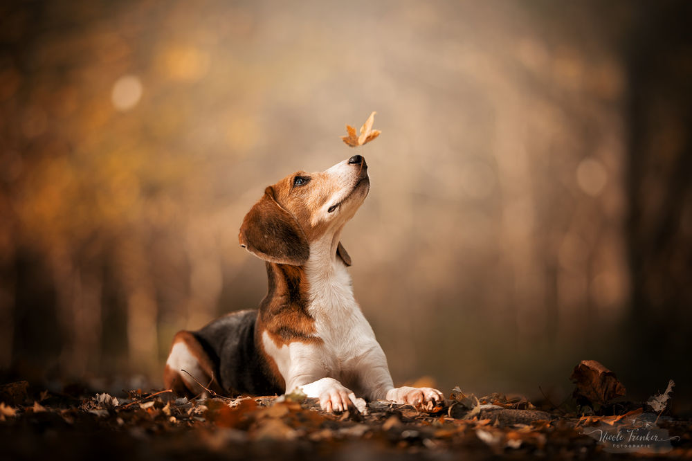 Обои для рабочего стола Собака с осенним листиком, падающим на нос, by Nicole Trenker Fotografie