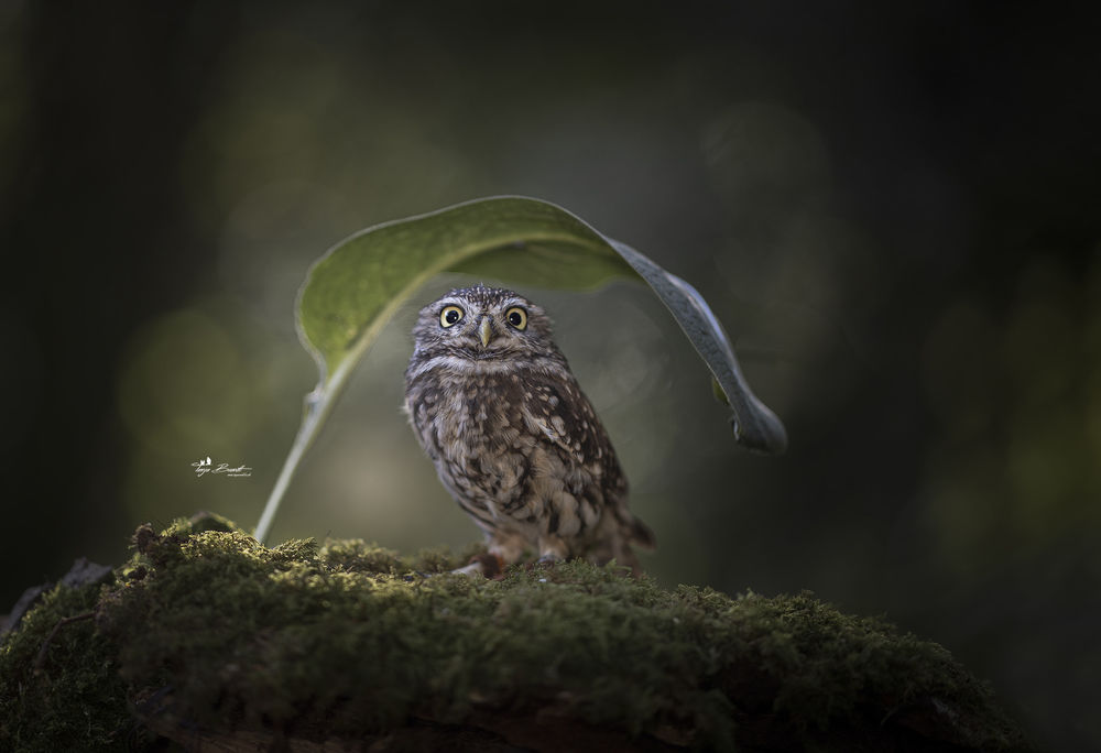 Обои для рабочего стола Сова под листом, by Tanja Brandt