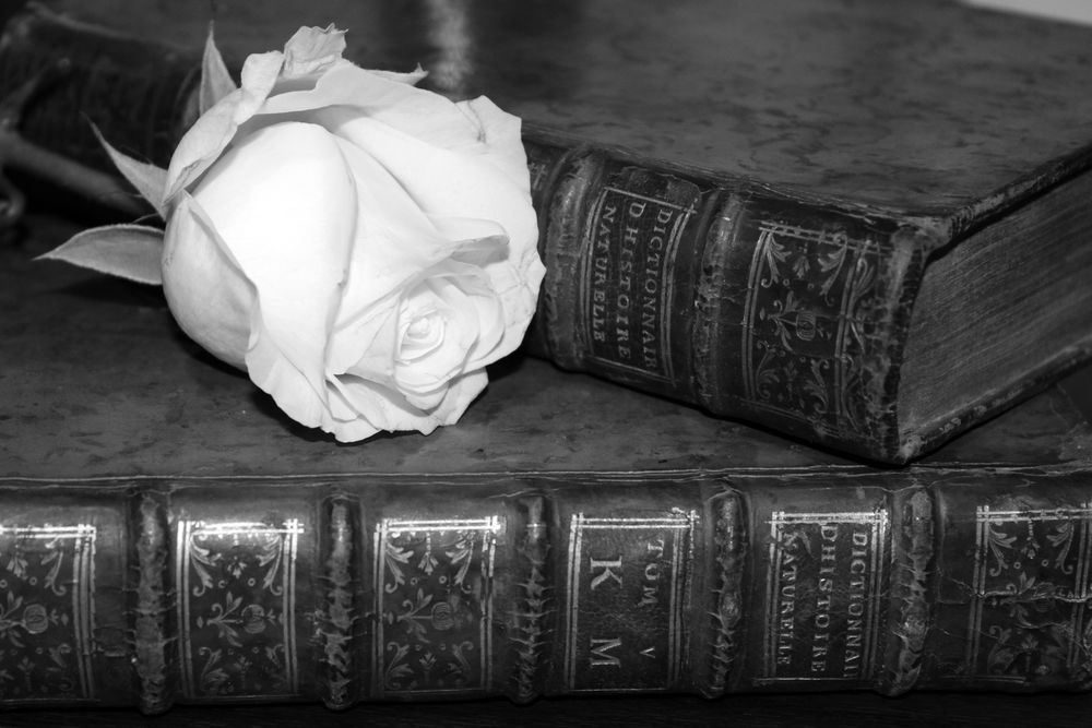 Обои для рабочего стола Белая роза небрежно брошена на старинные книги, by Sabri Bernard