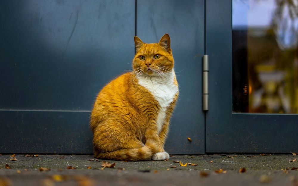 Обои для рабочего стола Рыжая кошка сидит у дверей дома