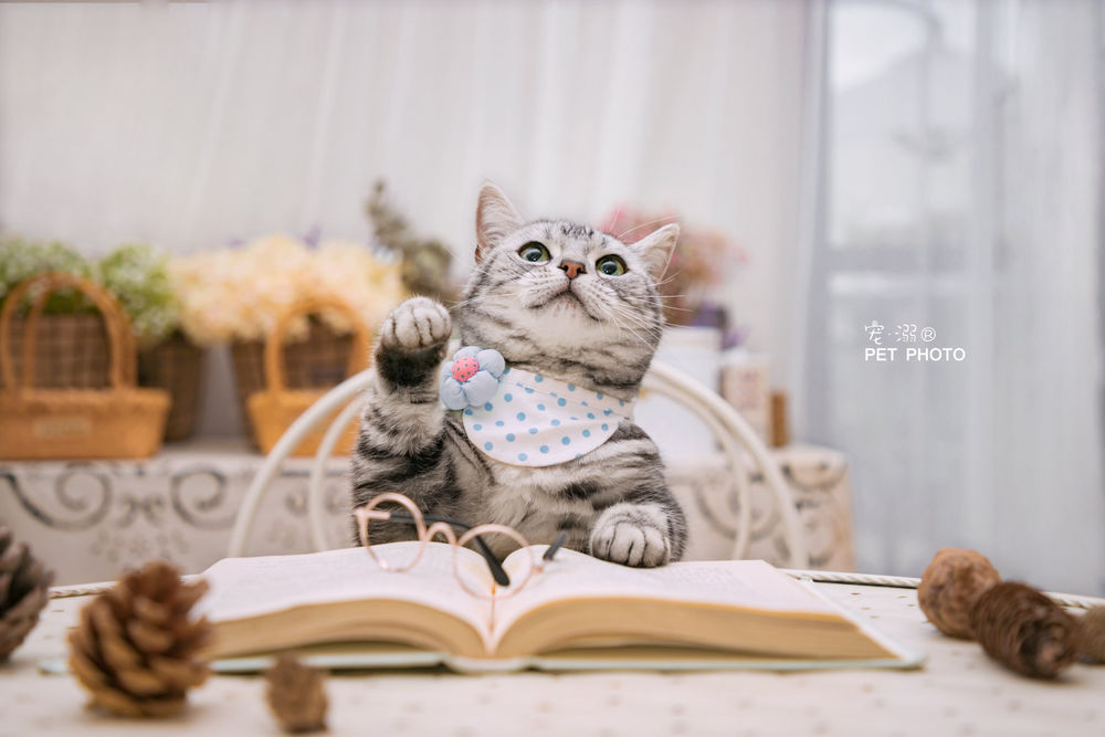 Обои для рабочего стола Котик за столом перед книгой