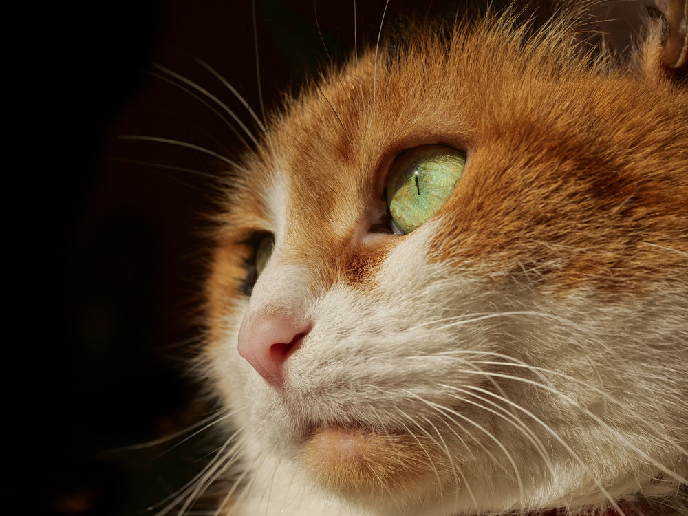 Обои для рабочего стола Мордочка рыжей кошки с зелеными глазами, by Lucie Gagnon