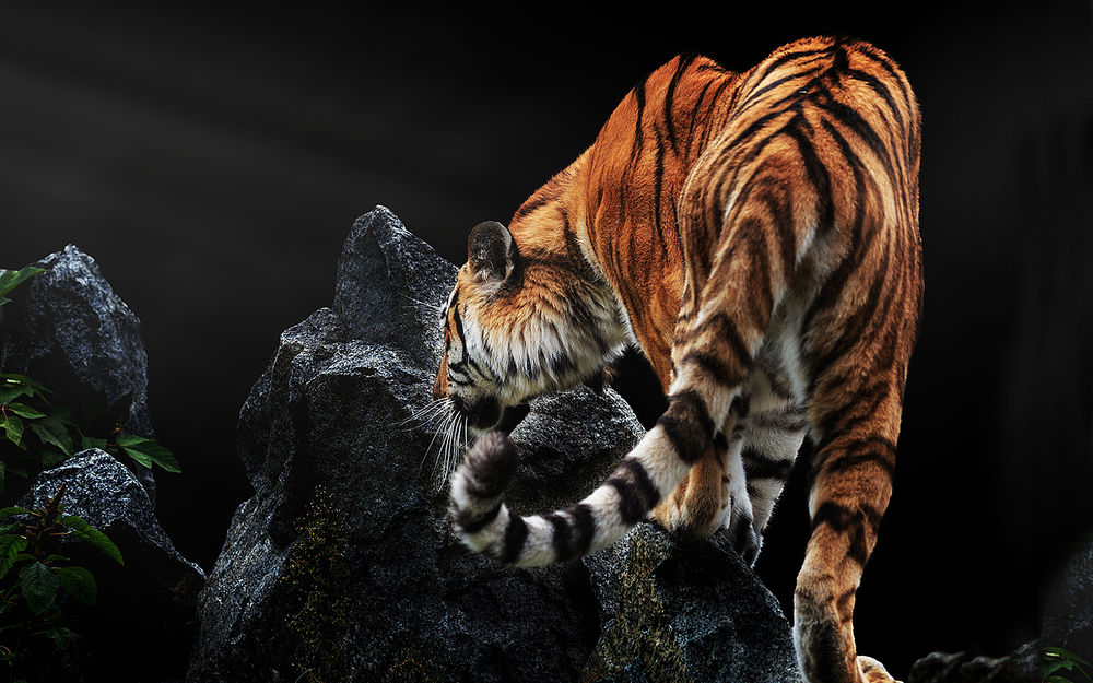 Обои для рабочего стола Уссурийский тигр среди скал, фотограф Bogdanov Oleg