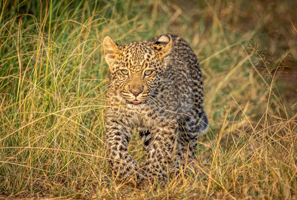 Обои на рабочий стол Леопардик идет среди травы, заповедник Maasai Mara ...