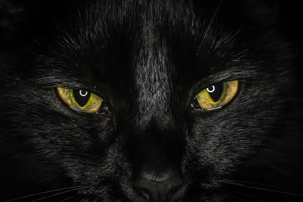 Обои для рабочего стола Мордочка черной кошки с желтыми глазами, by Richard Boyd