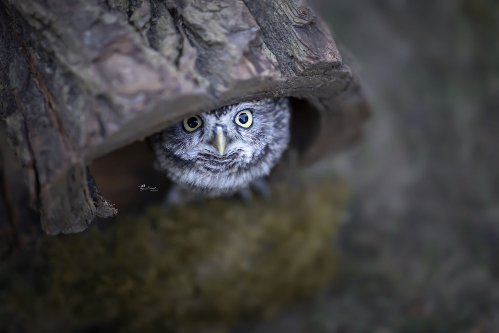 Обои для рабочего стола Сова в дупле, by Tanja Brandt