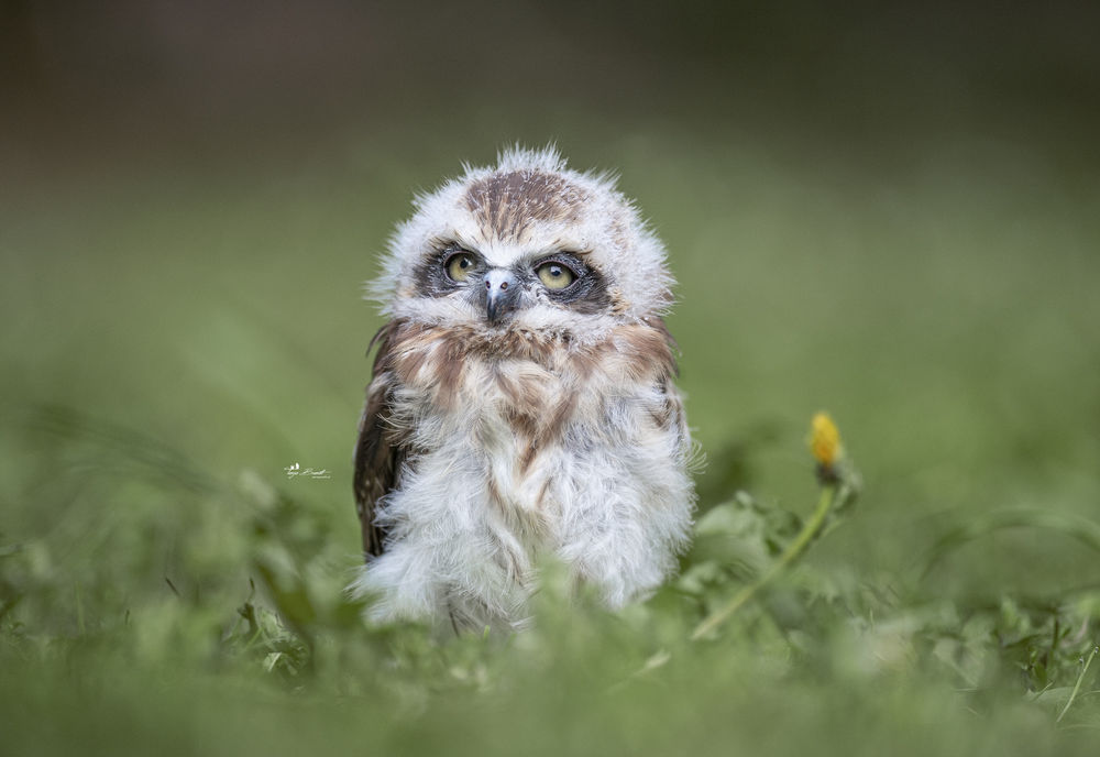 Обои для рабочего стола Милейший совенок в траве, by Tanja Brandt