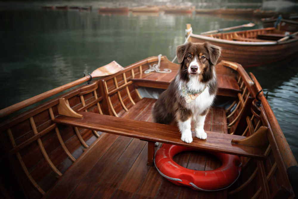 Обои для рабочего стола Собака сидит в лодке, by Dackelpup