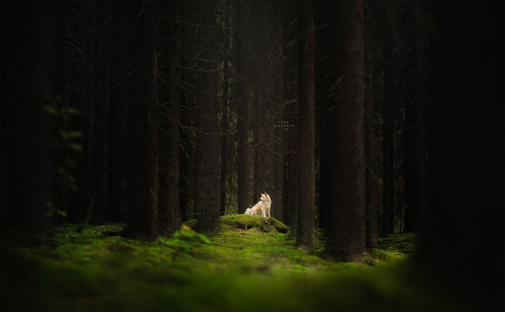 Обои для рабочего стола Собака в лесу, фотограф Ilona Mikkonen