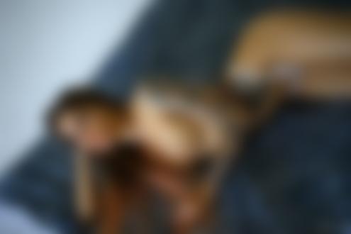 Обои для рабочего стола Длинноволосая девушка с татуированным телом и в белых трусиках топлес лежит на кровати, фотограф Stakis Lausк