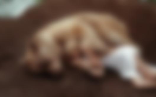 Обои на рабочий стол Блондинка - модель Маша Глущук лежит рядом с медведем