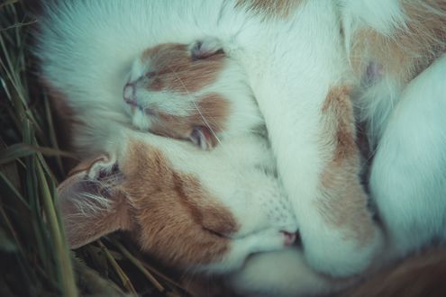 Обои на рабочий стол Спящие кошки, фотограф Andrii Podilnyk