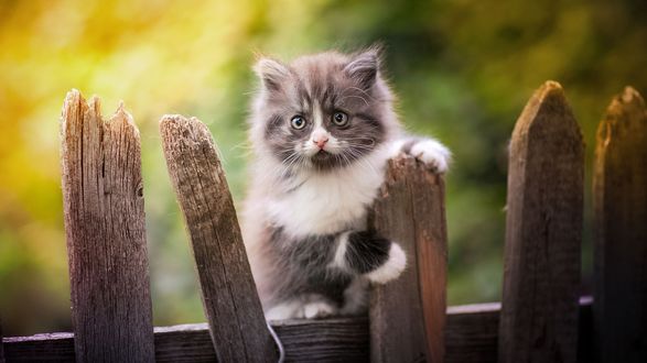 Обои на рабочий стол Котенок на заборе, фотограф Коротун Юрий