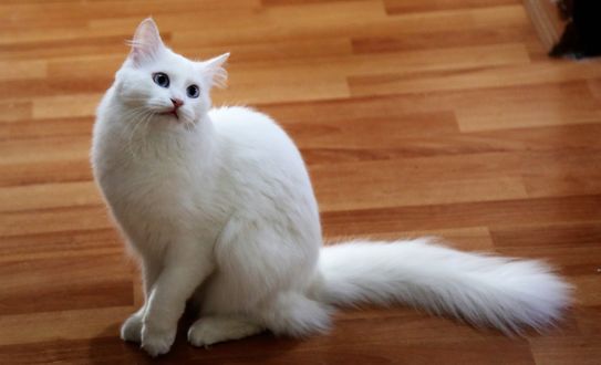 Обои на рабочий стол Белая кошка сидит на полу