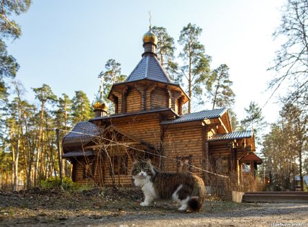 Обои на рабочий стол Кошка стоит на фоне Царевиче-Алексиевского храма, фотограф Гарбузов Илья