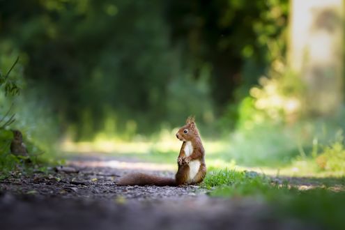 Обои на рабочий стол Белочка стоит на задних лапках стоит на тропинке, by eluxirphoto