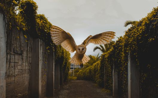 Обои на рабочий стол Сова в полете, by Lorenzo Nucci
