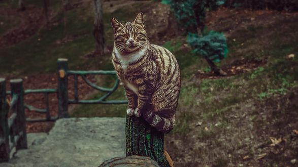 Обои на рабочий стол Серая в полоску кошка сидит на пне, by Omid Armin