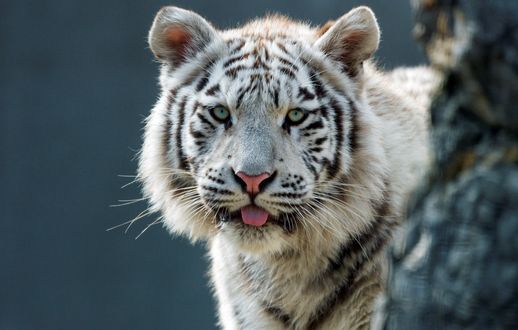Бенгальский тигр белая вариация фото из Новосибирского зоопарка имени Р.А. Шило