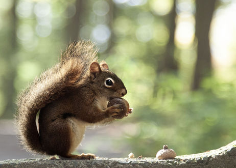 Обои на рабочий стол Белка с орехом, by Andre Villeneuve