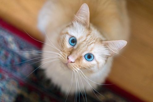 Обои на рабочий стол Голубоглазый котик смотрит вверх