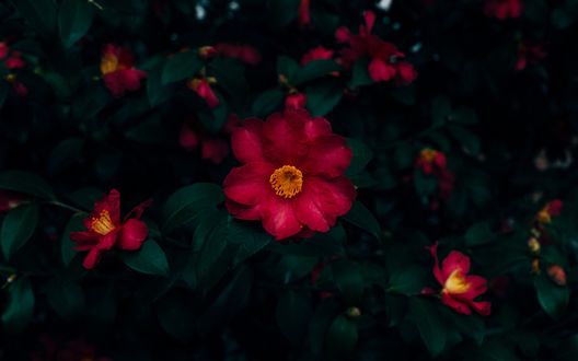 Обои на рабочий стол Розовые цветы, by yang miao