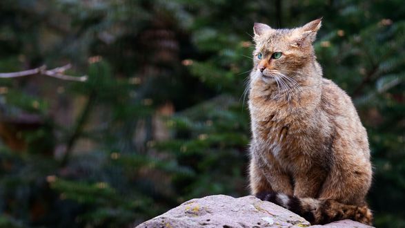 Обои на рабочий стол Дикий лесной кот на камне